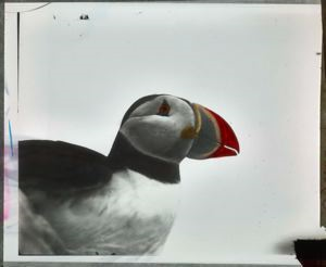 Image of Puffin, Fratercula arctica,  Profile Detail